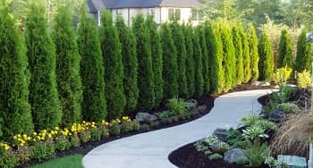 Tree-Care-SeaTac-WA