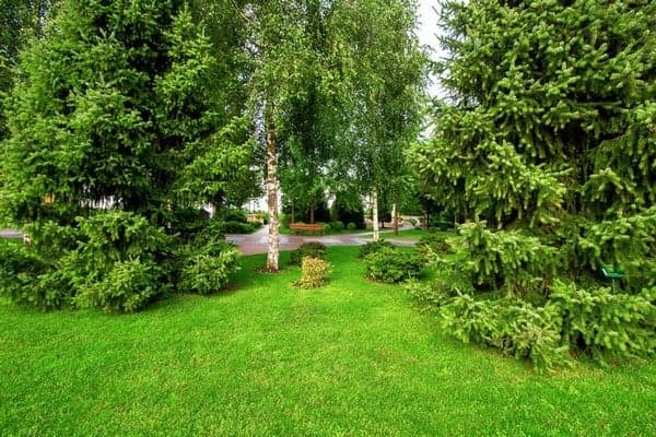 Tree-Planting-Services-Woodinville-WA