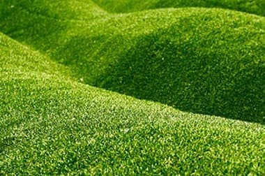 Bellevue Lawn Sod
