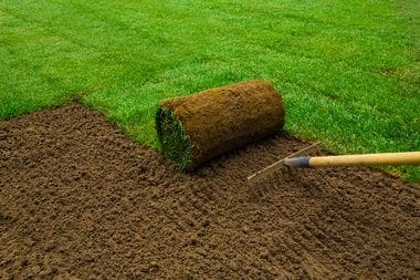 Edgewood Sod Grass