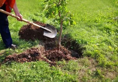 Woodinville Landscaping Trees
