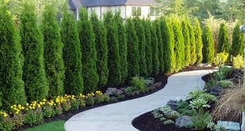 Tree-Care-Federal-Way-WA