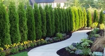 Tree-Care-Medina-WA