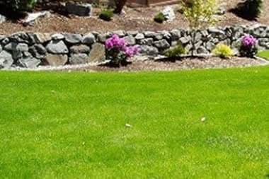 yard-clean-up-auburn-wa