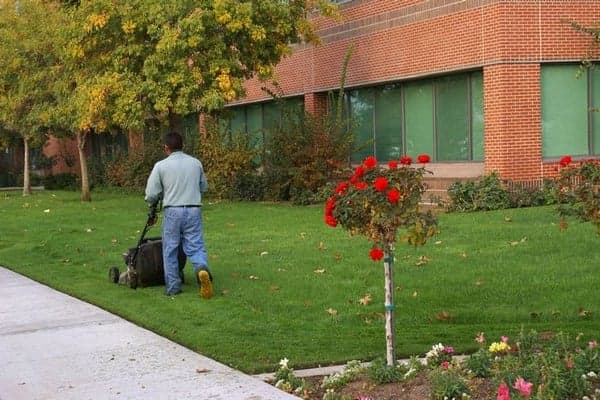 Lawn-Service-Newcastle-WA