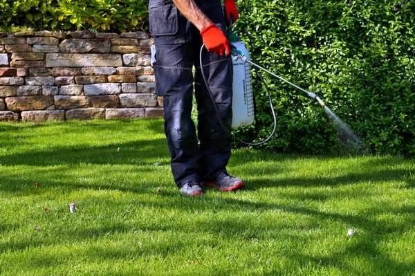 Summer-Lawn-Care-Newcastle-WA
