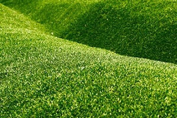 Summer-Lawn-Care-Renton-WA