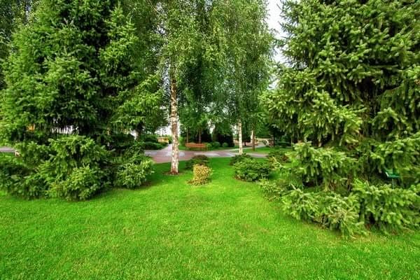 Tree-Planting-Services-Woodinville-WA