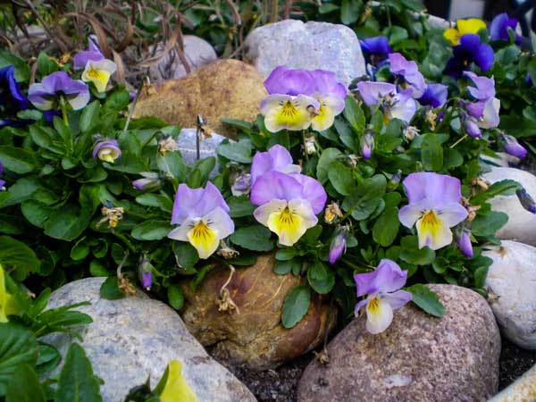Landscape-Boulders-Fall-City-WA