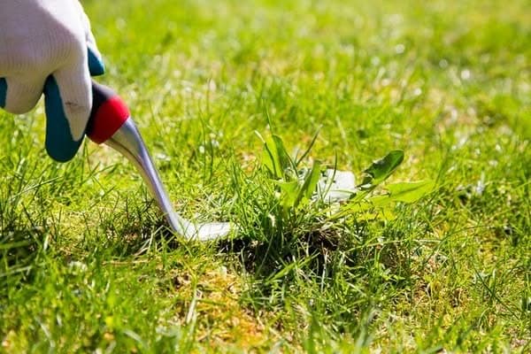 Summer-Lawn-Care-Kirkland-WA