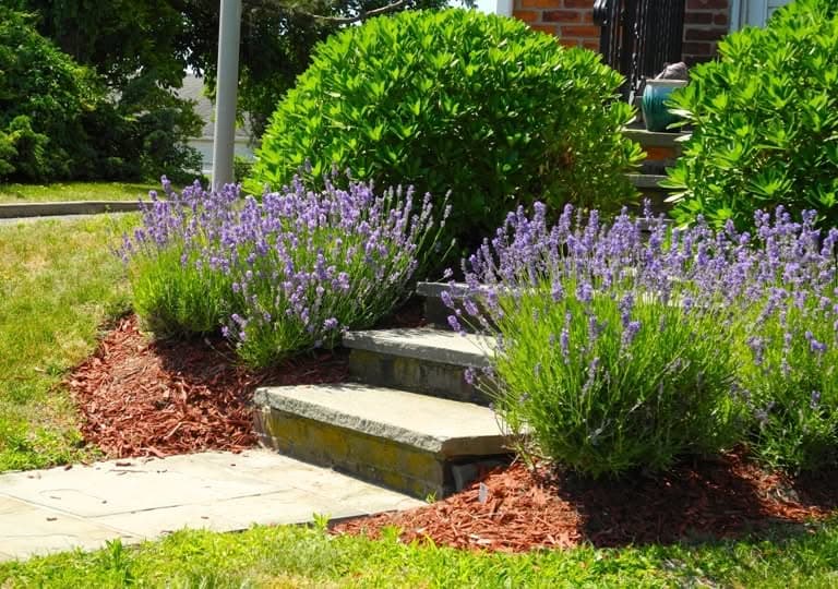 Mulch-Installation-Puyallup-WA