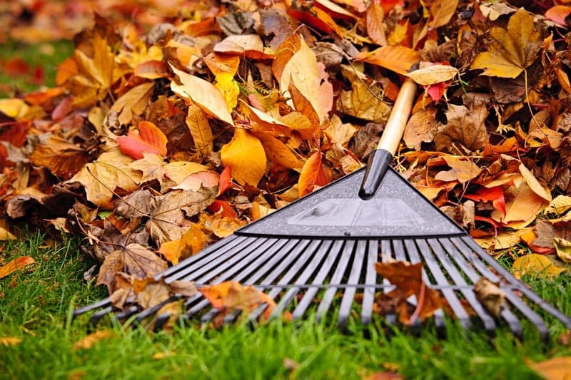 Raking-Leaves-Mercer-Island-WA