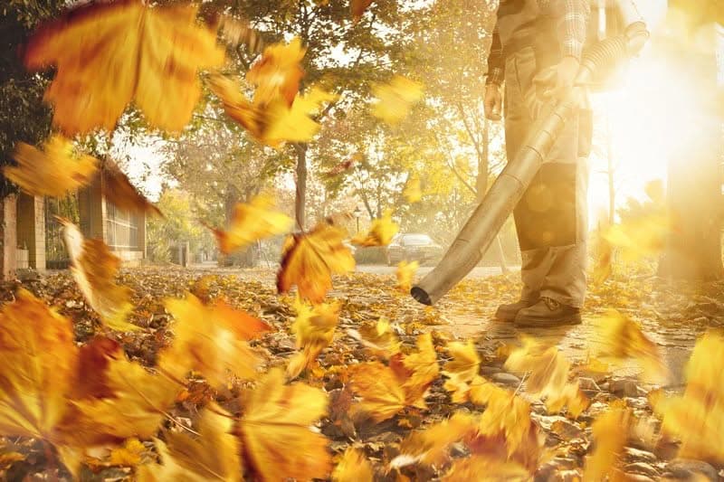 Leaf-Removal-Federal-Way-WA