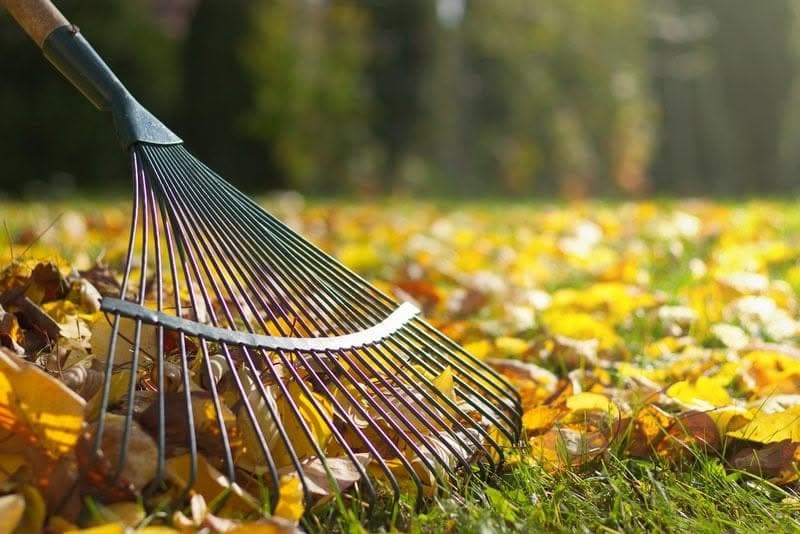 Raking-Leaves-SeaTac-WA
