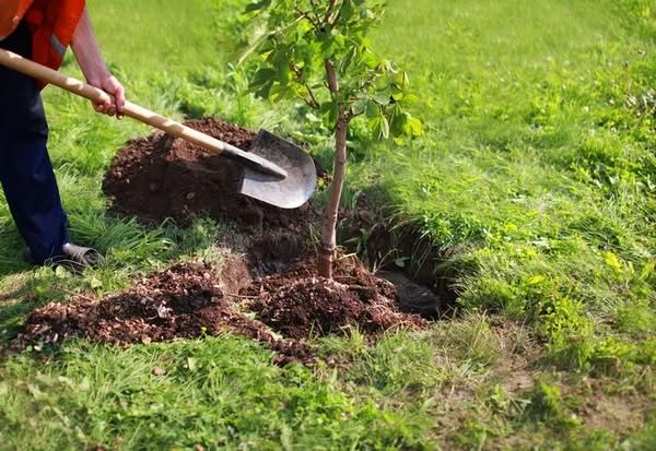 Planting-Trees-Mercer-Island-WA