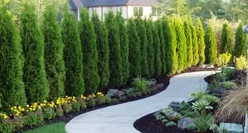 Tree-Care-Covington-WA