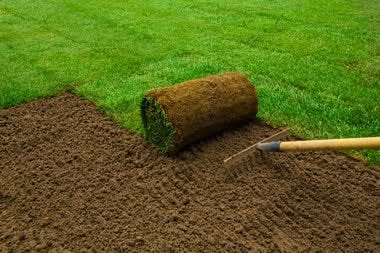 Enumclaw Sod Grass